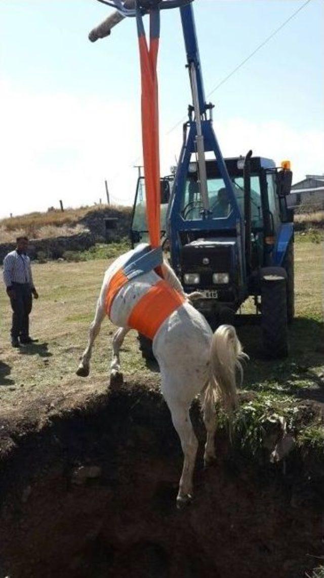 Ardahan’da Çukura Düşen At, Traktöre Bağlanan Halat Yardımıyla Kurtarıldı