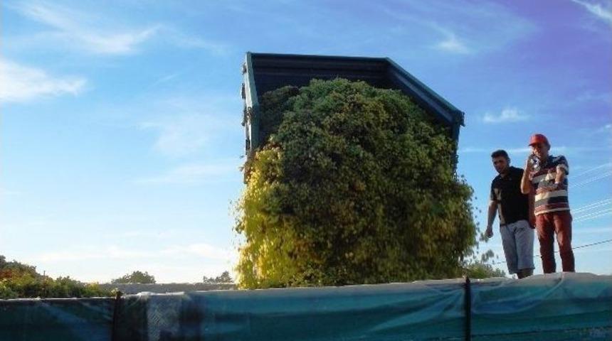 Sarıg&ouml;l&rsquo;de Şaraplık &Uuml;z&uuml;m Alımı Hız Kazandı