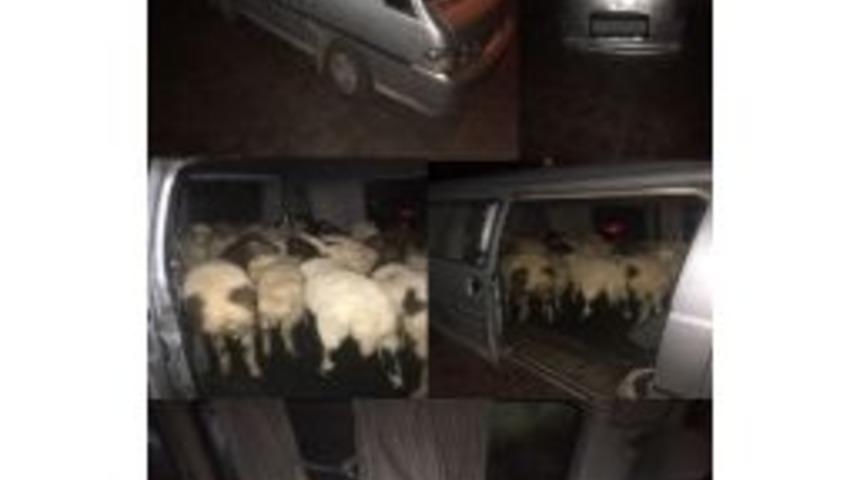 Denizli&rsquo;de Hayvan Hırsızlarına Operasyon: 2 G&ouml;zaltı