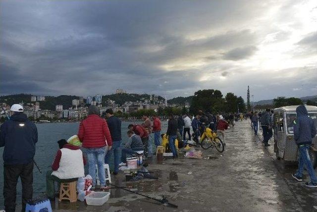 Fatsa İskelesi’nde Çinekop Bereketi