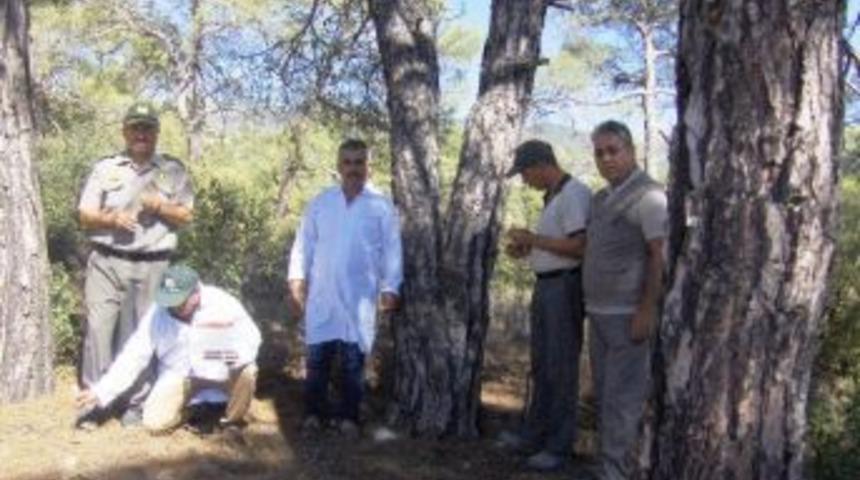 Bin 250 Adet Zararlı Kabuk B&ouml;ceği Yırtıcısı Ormana Bırakıldı