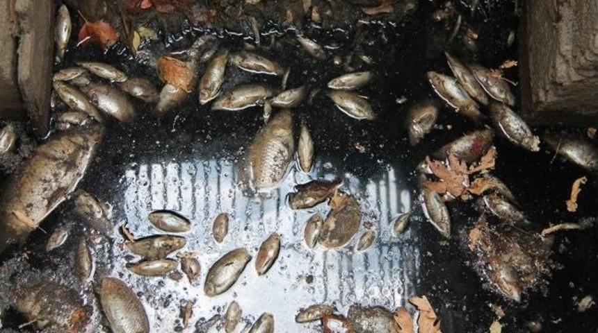 Kokunun Nedeni Balık &Ouml;l&uuml;mleri