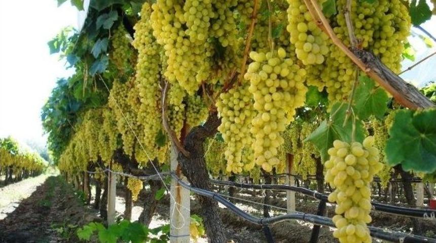 Sarıg&ouml;l&rsquo;de &Uuml;z&uuml;m Bağları &Ouml;rt&uuml;lmeye Başlandı