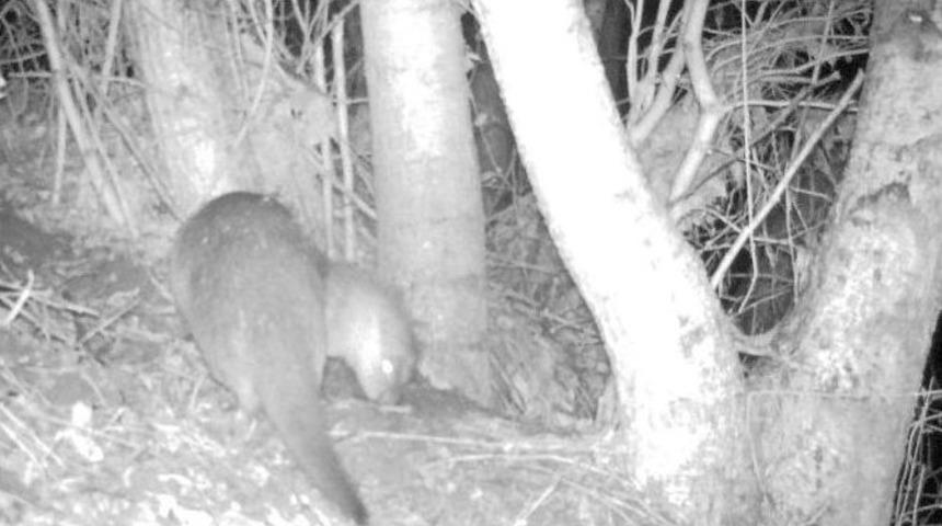 Zonguldak&rsquo;ta Fotokapanla Su Samuru G&ouml;r&uuml;nt&uuml;lendi