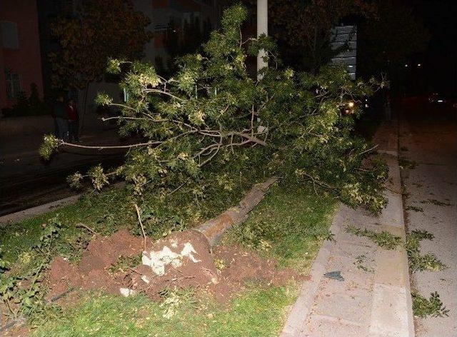 Refüje Çıkan Otomobil Ağaçları Yerinden Söktü: 3 Yaralı