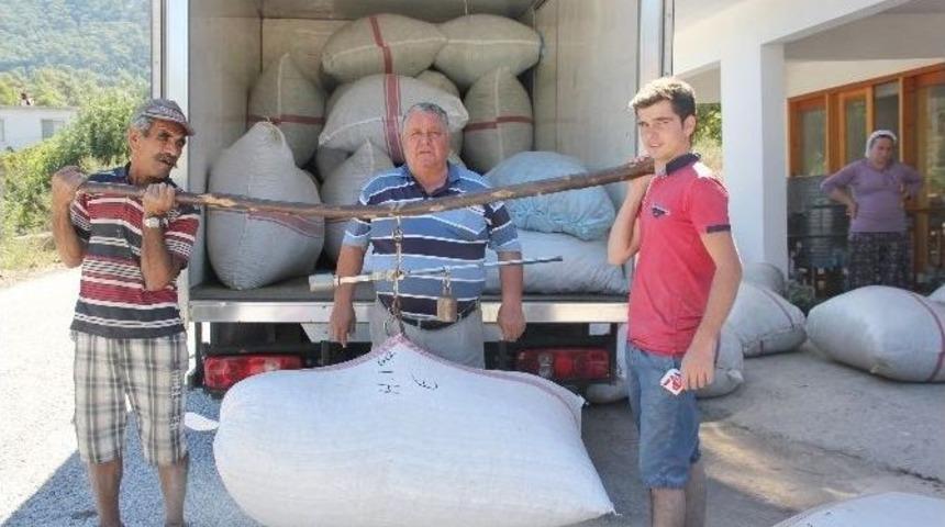 Y&uuml;zyıldır Ge&ccedil;im Kaynakları Defne Yaprağı