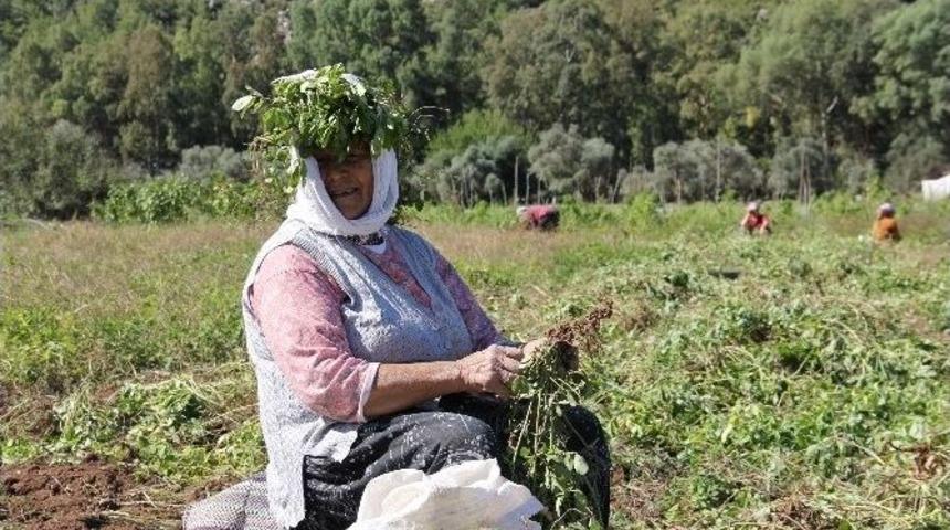 Türkiye’nin En Lezzetli Doğal Fıstığı Marmaris’te Yetişiyor