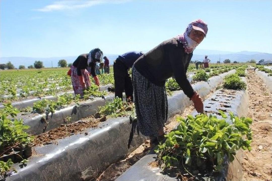Cumhurbaşkanı Erdoğan Putin İle El Sıkıştı, &Ccedil;ilek Tarlaları Şenlendi