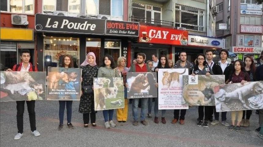 Hayvanseverler, Trafikte Dikkat İstedi