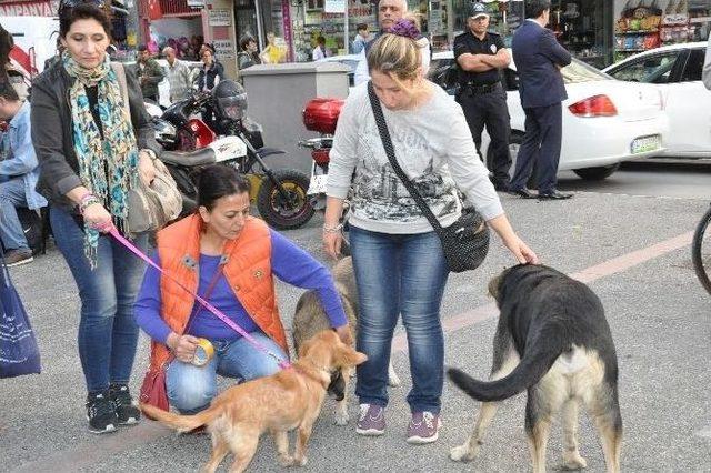 Hayvanseverler, Trafikte Dikkat İstedi