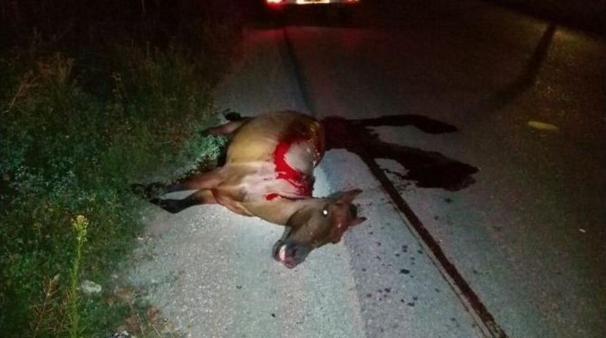 Halk Otob&uuml;s&uuml;n&uuml;n &Ccedil;arptığı At Telef Oldu