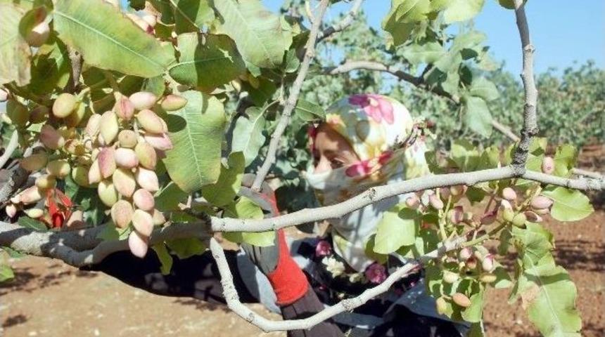 Siirt Fıstığında Rekolte Düştü