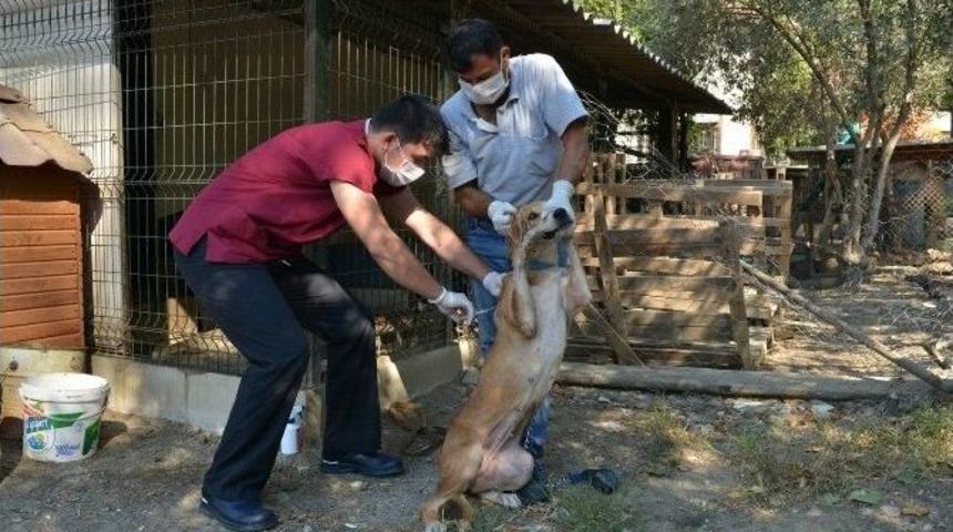 Konyaaltı Belediyesi&rsquo;nden &Ouml;l&uuml;me Terk Edilen K&ouml;peklere Yardım Eli