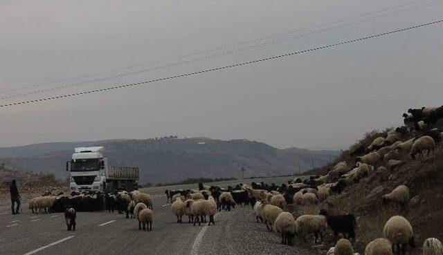 Göçebelerin Zorlu Geri Dönüşleri Başladı