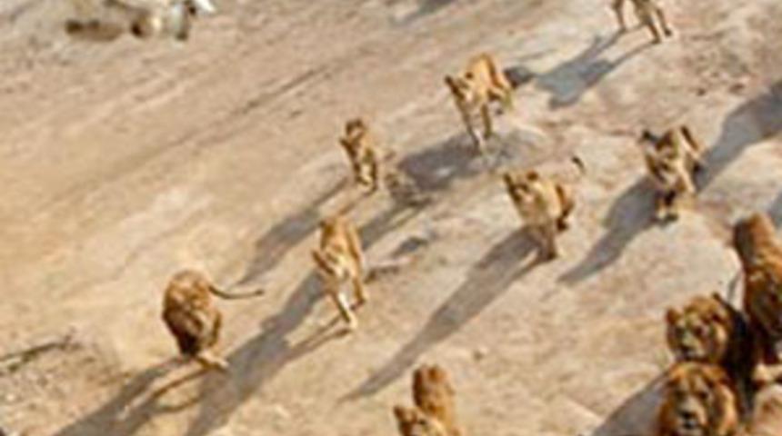 Canlı canlı aslanlara yem ettiler