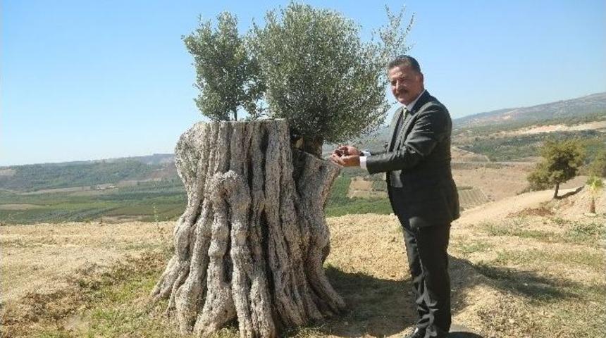 8 Asırlık Zeytin Ağacı İlk Meyvesini Verdi