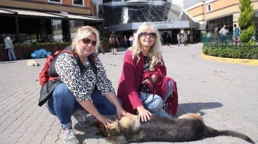 Sokak Köpeğini Bıçaklayan Profesör Kayıplara Karıştı