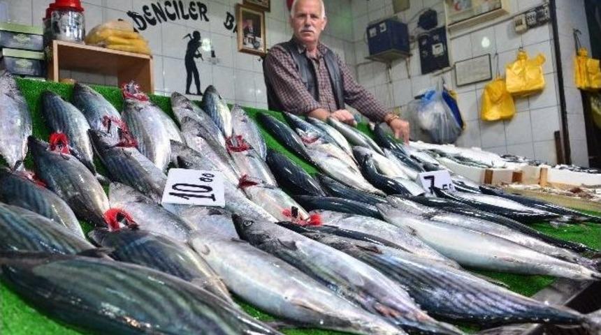 Balığın Bol Olması Hem Balık&ccedil;ıları Hem De Vatandaşların Y&uuml;z&uuml;n&uuml; G&uuml;ld&uuml;r&uuml;yor