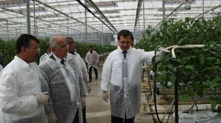 Şanlıurfa Valisi Jeotermal Seralarda İncelemelerde Bulundu