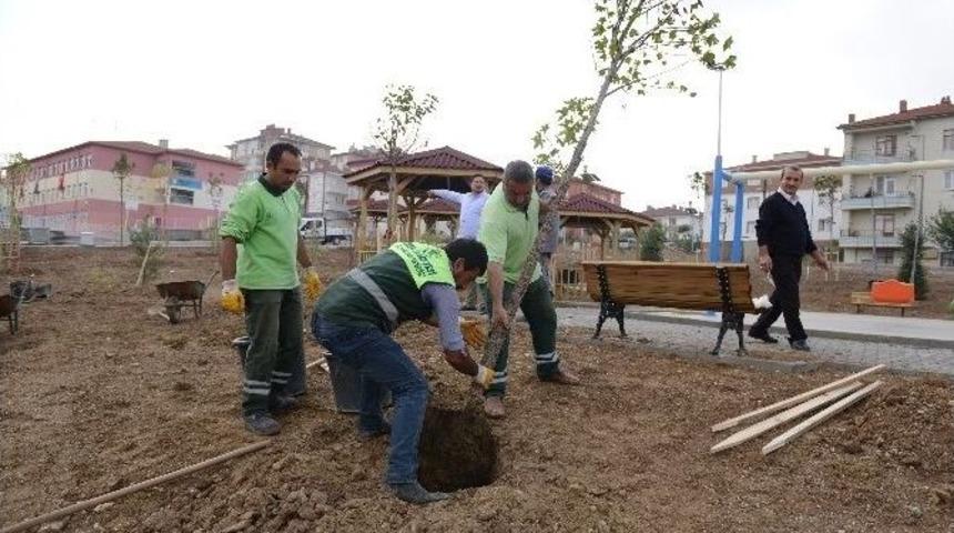 &Ccedil;orum Belediyesi 13 Bin Ağacı Toprakla Buluşturdu