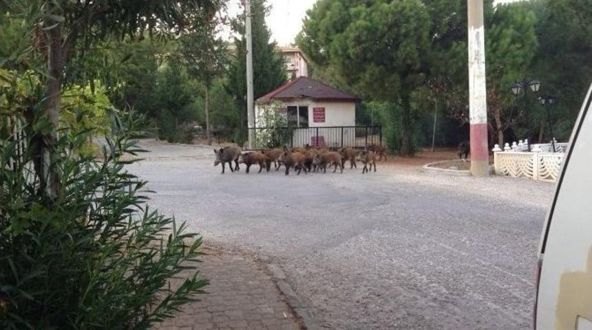 A&ccedil; Kalan Domuzlar Şehre İndi
