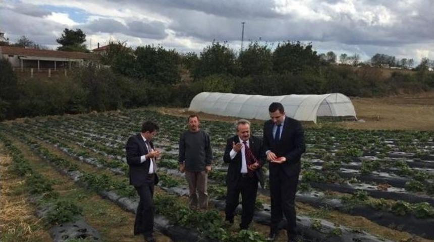 &Ccedil;ilek Tarlasında İnceleme