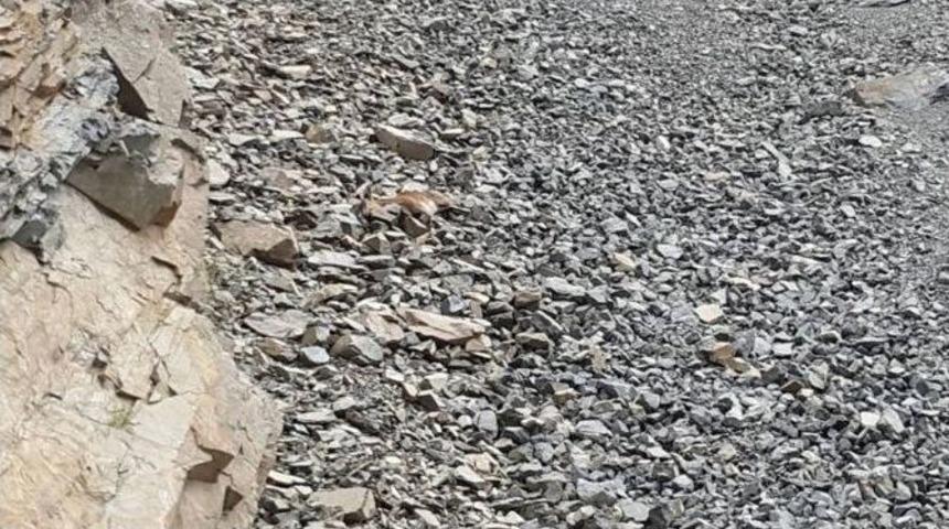 İspir&rsquo;de Yaban Ke&ccedil;isi &Ouml;l&uuml; Olarak Bulundu