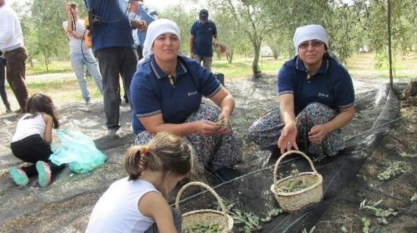 Zeytin Hasadı Başladı, Hayalleri Suya D&uuml;şen &Uuml;reticinin Tadı Ka&ccedil;tı
