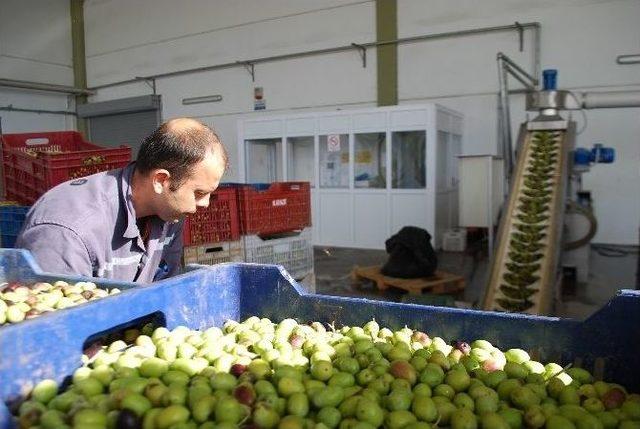 Zeytin Hasadı Başladı, Hayalleri Suya Düşen Üreticinin Tadı Kaçtı