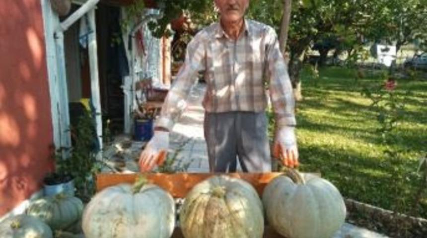 G&uuml;vercin G&uuml;bresi İle Yetişen Dev Bal Kabakları