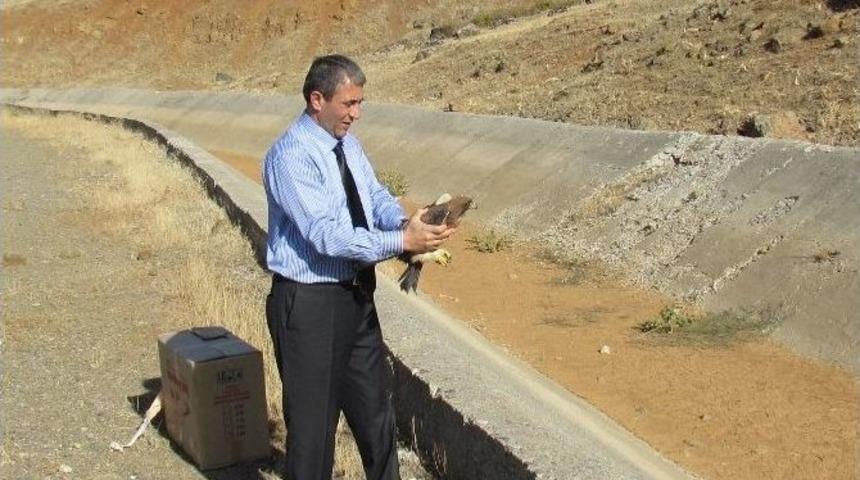 Tedavisi Yapılan Yaralı Şahin Doğaya Bırakıldı