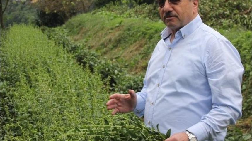 &rsquo;rize Şekeri&rsquo;nde Yaygın &Uuml;retime Ge&ccedil;iliyor