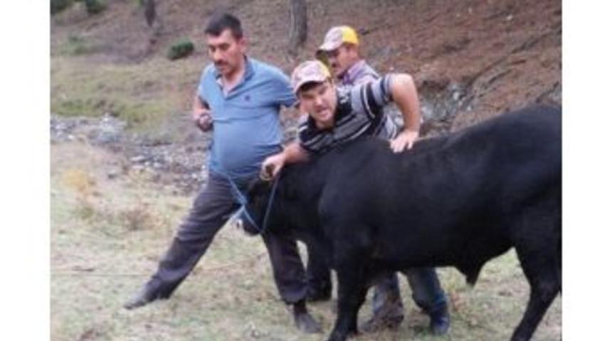 Ka&ccedil;an Kurbanlık Dana 2 Hafta Sonra Ormanda Yakalandı