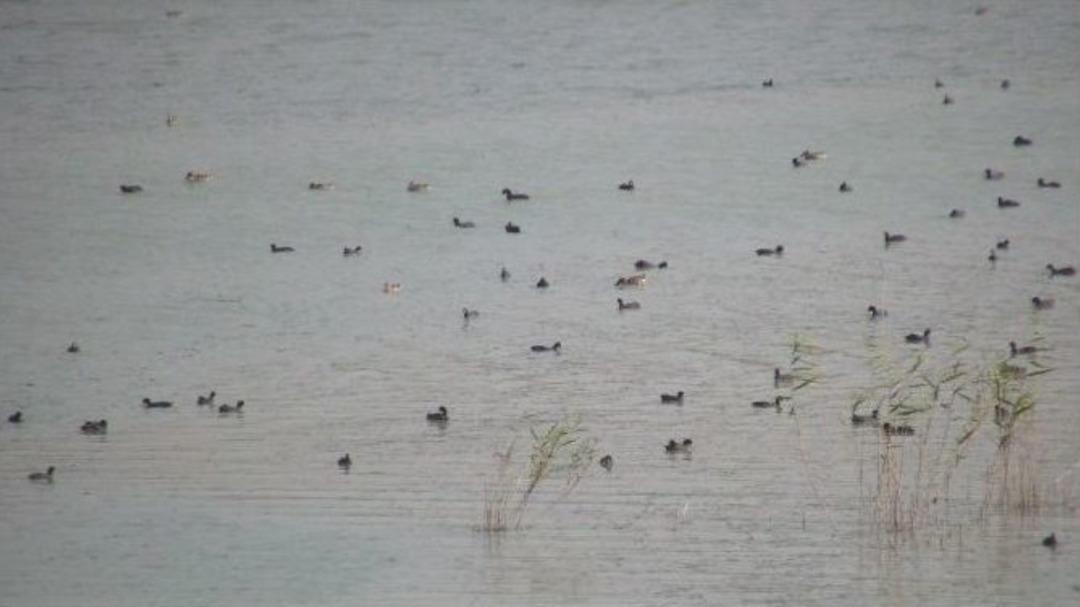 Er&ccedil;ek G&ouml;l&uuml;&rsquo;ndeki Kuş &Ouml;l&uuml;mleri Takip Ediliyor