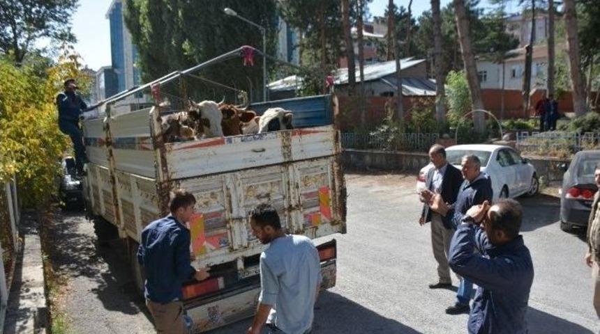 Muş&rsquo;ta &Ccedil;alınan İnekler Bitlis&rsquo;te Bulundu