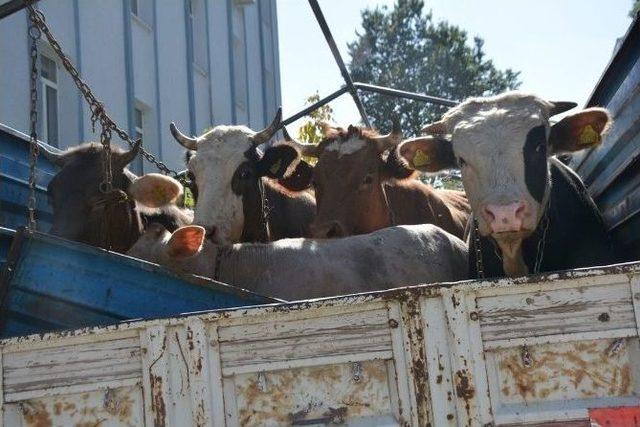 Muş’ta Çalınan İnekler Bitlis’te Bulundu