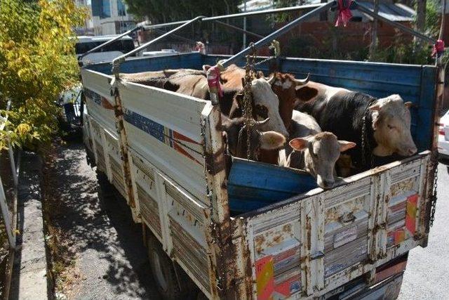 Muş’ta Çalınan İnekler Bitlis’te Bulundu