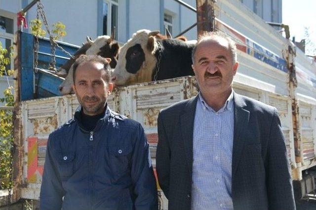 Muş’ta Çalınan İnekler Bitlis’te Bulundu