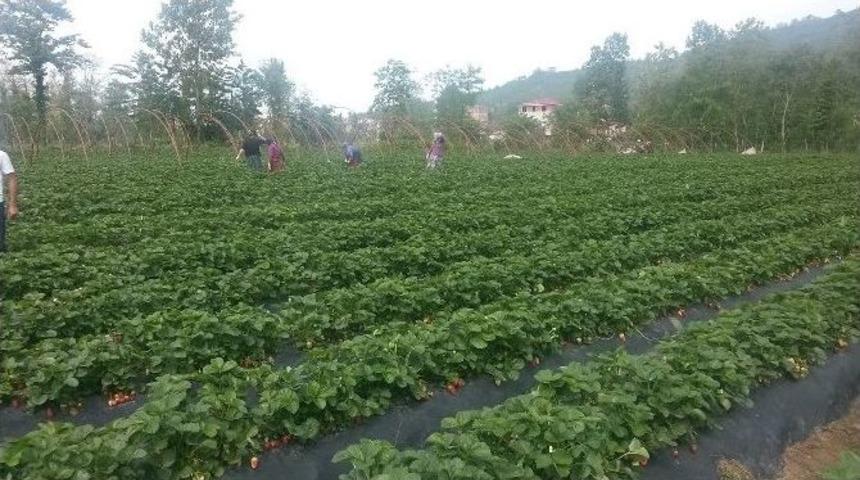 Obb&rsquo;nin &Ccedil;ift&ccedil;i Desteğinde İlk Hasat
