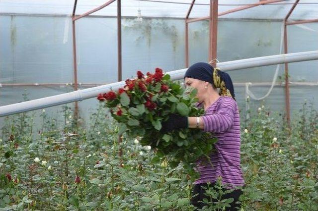 Obb’nin Çiftçi Desteğinde İlk Hasat