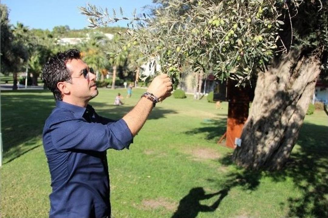 Asırlık Zeytin Ağa&ccedil;ları Tescillenip Koruma Altına Alındı