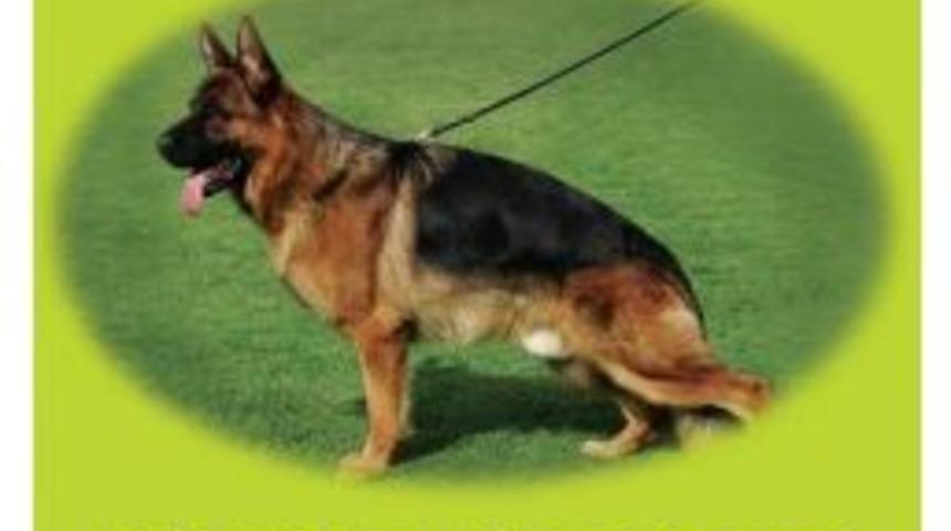 Alman &Ccedil;oban K&ouml;pekleri Sokak Hayvanları İ&ccedil;in Yarışacak