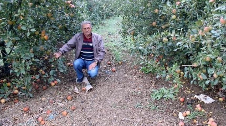 Elma Para Etmedi, 250 Bin Ağa&ccedil; S&ouml;k&uuml;l&uuml;p Odun Olacak...(&ouml;zel Haber)