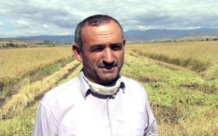 Osmancık’ta "beyaz Altın" Hasadı Başladı G1