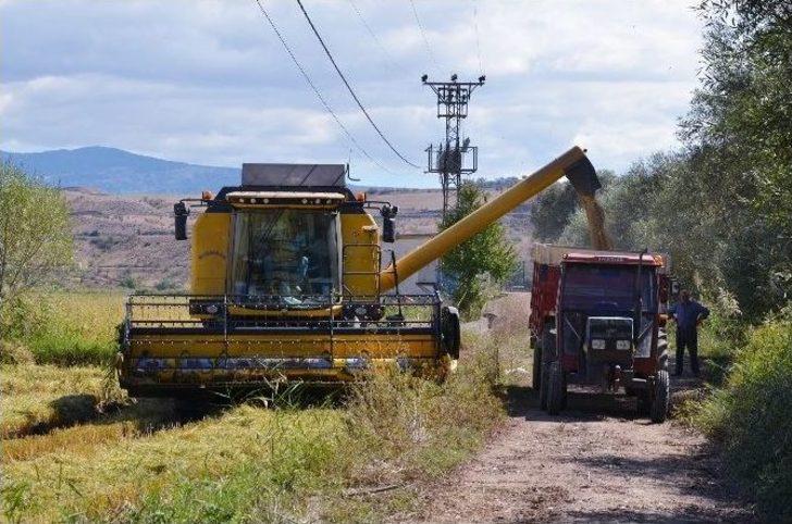 Osmancık’ta "beyaz Altın" Hasadı Başladı G2