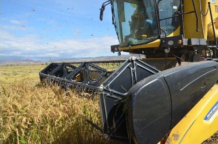 Osmancık’ta "beyaz Altın" Hasadı Başladı G3