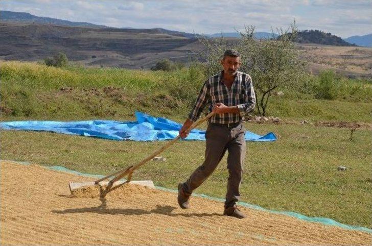 Osmancık’ta "beyaz Altın" Hasadı Başladı G4