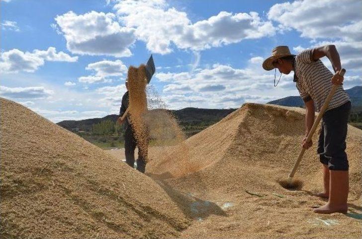 Osmancık’ta "beyaz Altın" Hasadı Başladı G5