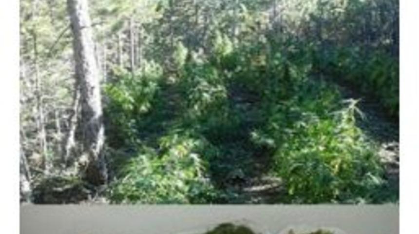 Jandarmadan Uyuşturucu Operasyonu