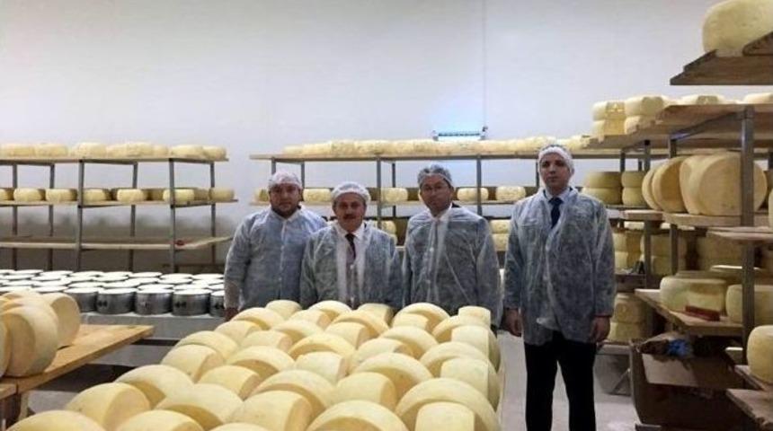 170 Kişiyle &Uuml;retim Yapan Peynir Fabrikasında İncelemeler